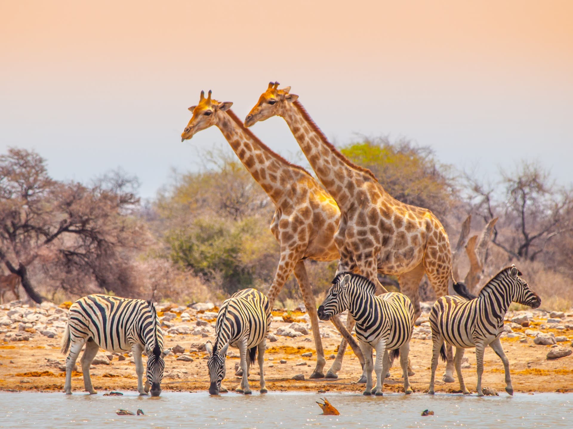 Parque Nacional de Etosha