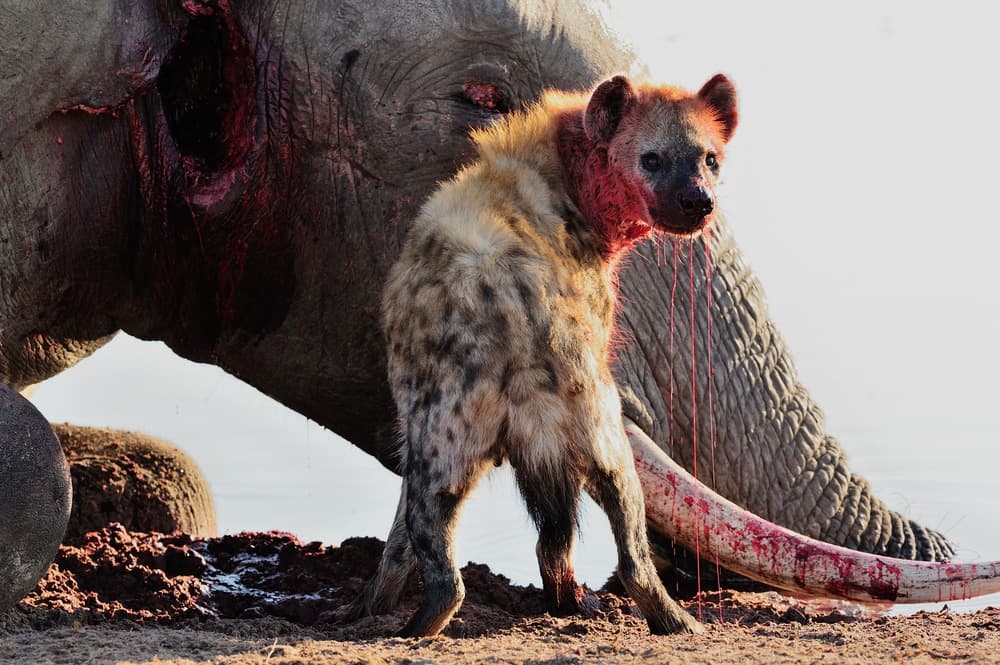 Parque Nacional Hwange