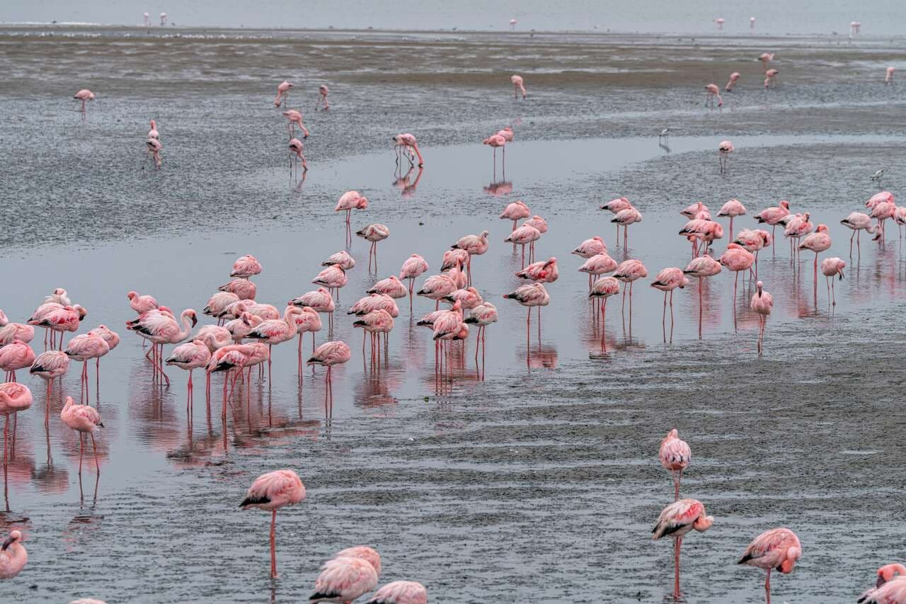 Walvis Bay y Sandwich Harbour: crucero y excursión en 4x4