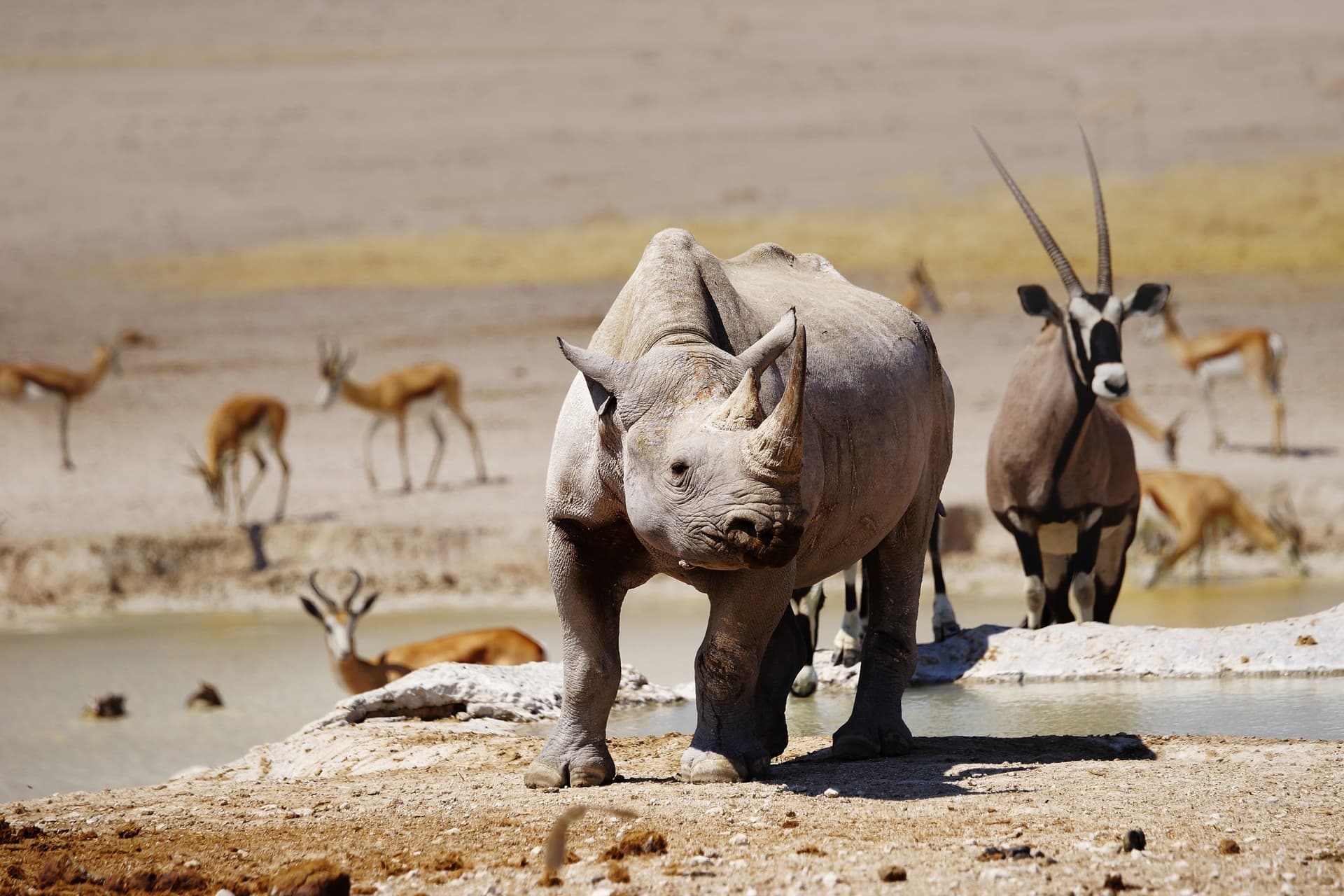 Safari privado en el parque nacional de Etosha