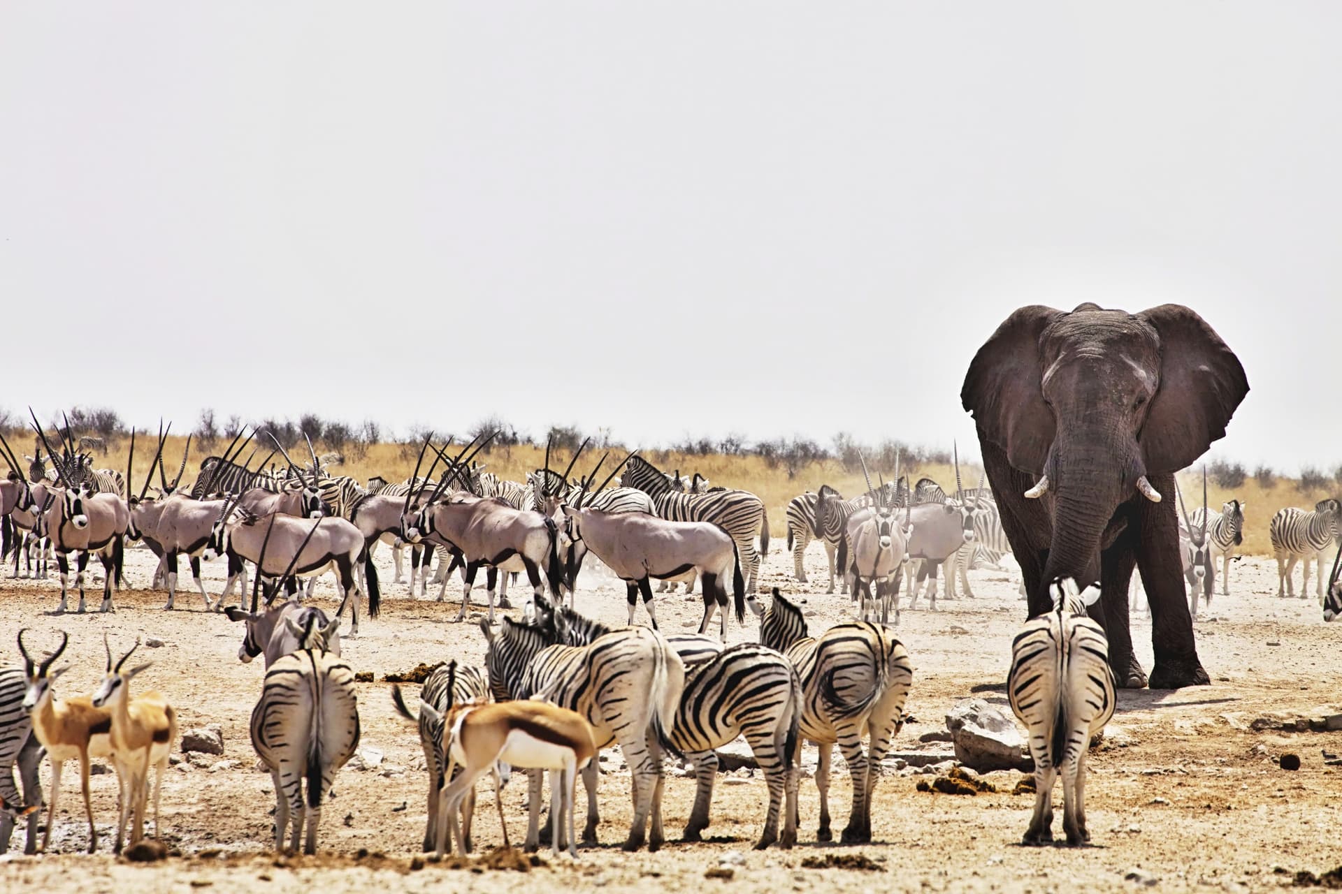 Damaraland /Etosha- Onguma Private Reserve